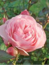 Rosier Arbustif Maria Theresia - Rosa (x) floribunda