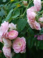 Rosier arbuste moschata 'Bouquet Parfait'