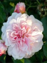 Rosier ancien Felicia - Rosa x moschata Felicia 