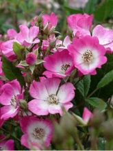 Rosier ancien Mozart - Rosa (x) moschata