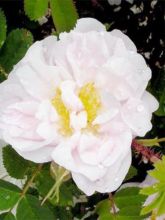 Rosier ancien Stanwell Perpetual - Rosa (x) pimpinellifolia