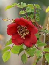 Rosa moyesii Geranium - Rosier botanique.