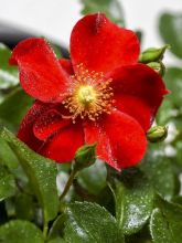 Rosier couvre-sol 'Nectar Garden Alexander Von Humboldt'