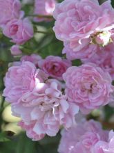 Rosier de Banks liane 'Rosea'