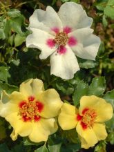 Rosier Cream Babylon Eyes ® - Rosa (x) persica