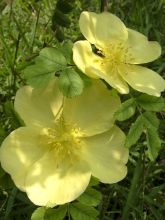Rosa hugonis - Rosier botanique