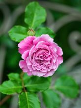 Rosier Générosa® 'Agnès Schilliger'®