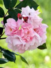 Rosier Grimpant Clair Matin - Rosa (x) floribunda