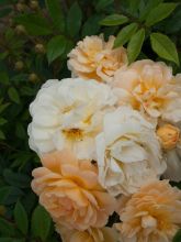 Rosier grimpant 'Ghislaine de Feligonde'