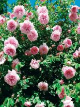 Rosier grimpant May Queen - Rose ancienne
