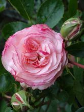 Rosier grimpant 'Mini Eden Rose'