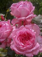 Rosier à grandes fleurs La Rose de Molinard en racines nues.