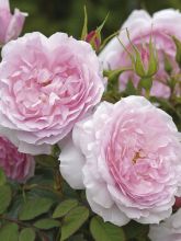 Rosier 'Lady Salisbury'