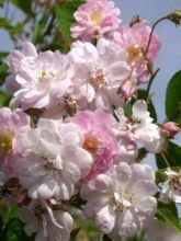 Rosier Liane Paul s Himalayan Musk