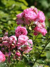 Rosier miniature Charmant ® - Rosa (x) polyantha