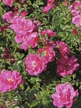 Rosier couvre-sol  Mirato - Rosa (x) polyantha