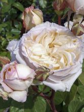 Rosier à grandes fleurs Baie des Anges® en racines nues