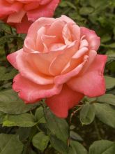 Rosier à grandes fleurs Catherine Deneuve