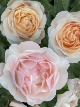 Rosier Jardin des Tuileries - Rosier buisson à fleurs groupées