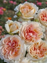 Rosier moderne 'Parfuma Grande Duchesse Louise'