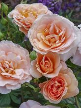 Rosier moderne 'Patio Rose Impala'