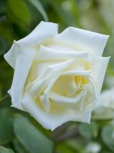Rosier Grimpant Paul's Lemon Pillar - Rose ancienne