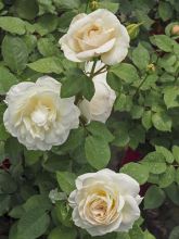 Rosa Princesse Astrid de Belgique - Rosier buisson à grandes fleurs