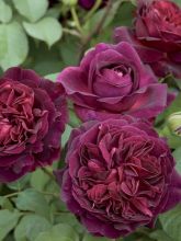 Rosier David Austin Munstead Wood® - Ausbernard