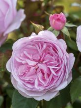 Rosier 'Olivia Rose Austin'