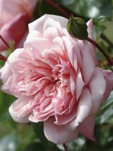 Rosier Liane Paul Noel - Rose ancienne