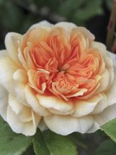 Rosier 'Port Sunlight'