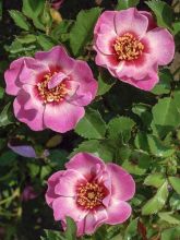 Rosier Queen Babylon Eyes - Rosa (x) persica