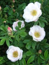 Rosa rugosa Alba - Rosier rugueux - Rosier botanique