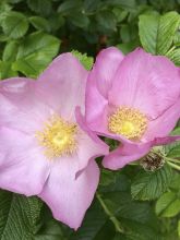 Rosier ancien Frau Dagmar Hastrup - Rosa (x) rugosa