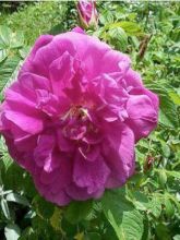 Rosier Hansa - Rosa (x) rugosa 