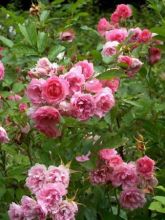 Rosier Pink Grootendorst - Rosa (x) rugosa