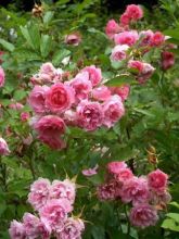 Rosier ancien Pink Grootendorst