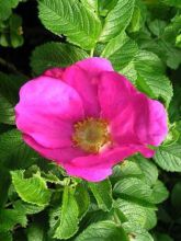 Rosa rugosa - Rosier botanique, rosier rugueux.