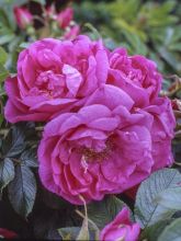 Rosier SAVORANOVA® Smart® - Rosa (x) rugosa