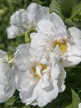 Rosier SAVORANOVA® White® - Rosa (x) rugosa