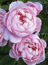 Rosier David Austin The Alnwick Rose en racines nues