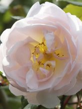 Rosier anglais The Lady of the Lake® - Ausherbert