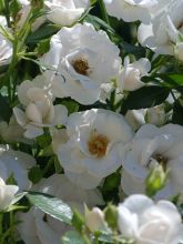 Rosier couvre-sol Aspirin Rose en racines nues