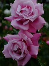 Rosier à grandes fleurs Charles de Gaulle