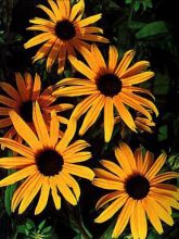 Rudbeckia fulgida  'Goldsturm'