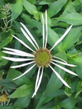 Rudbeckia pallida 'Hula Dancer'