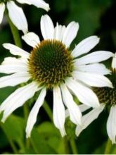 Rudbeckia pourpre 'Avalanche'