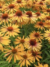 Rudbeckia pourpre 'Big Kahuna'