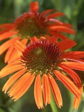 Rudbeckia pourpre 'Butterfly Orange Skipper'