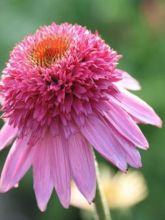 Rudbeckia pourpre 'Catharina'